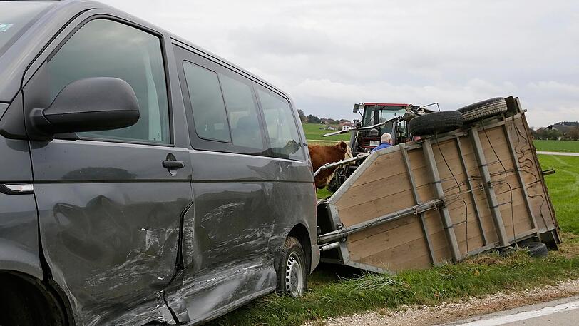 Die beiden Rinder im Anhänger verletzten sich nur leicht - die beiden Autofahrer blieben unverletzt.