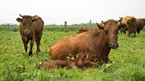 Weil sie ihr frischgeborenes Kalb beschützen wollte, attackierte eine Kuh eine Almerin und verletzte diese schwer. (Symbolbild)