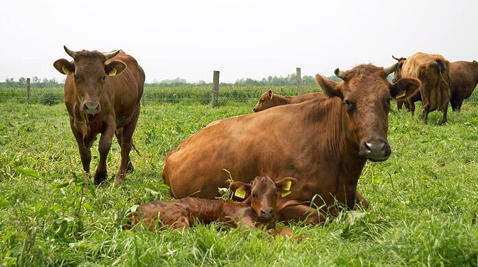 Weil sie ihr frischgeborenes Kalb beschützen wollte, attackierte eine Kuh eine Almerin und verletzte diese schwer. (Symbolbild)