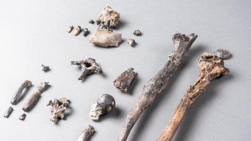Die 21 Knochen des am besten erhaltenen Teilskeletts eines männlichen Danuvius guggenmosi. Foto: Christoph Jäckle/Nature/dpa/Archivbild