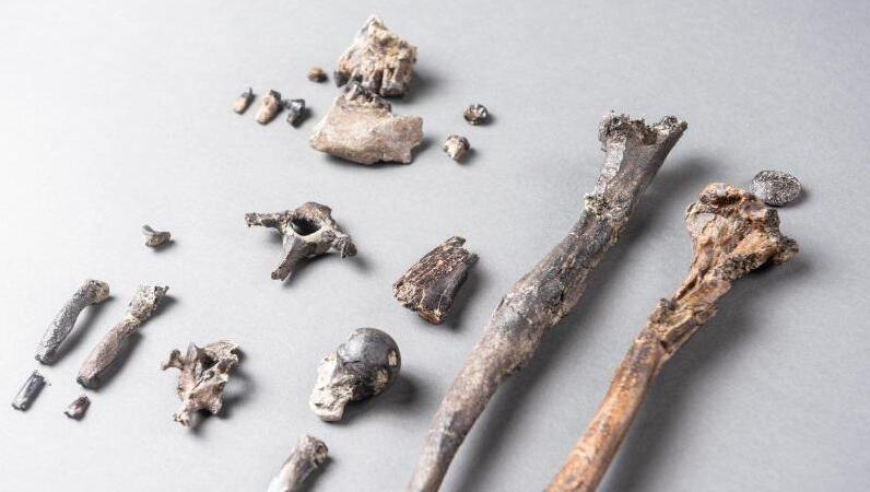 Die 21 Knochen des am besten erhaltenen Teilskeletts eines männlichen Danuvius guggenmosi. Foto: Christoph Jäckle/Nature/dpa/Archivbild Die 21 Knochen des am besten erhaltenen Teilskeletts eines männlichen Danuvius guggenmosi. Foto: Christoph Jäckle/Nature/dpa/Archivbild