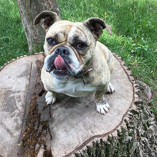 Berta