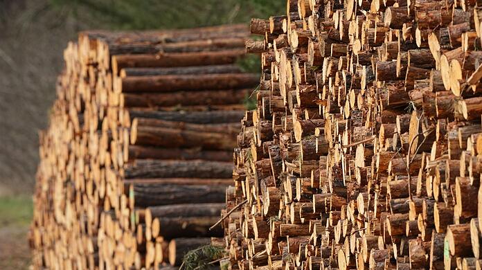 Mehrere Festmeter frisch geschlagene Baumstämme liegen abseits der Straße am Waldrand. Greifen Diebe hier zu, haben die Holzeigentümer wenig Chancen, die Langfinger zu erwischen.