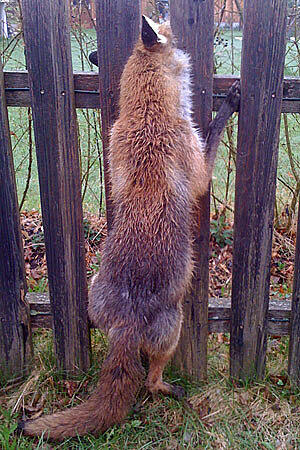 Makaberer Fund in Eching am Ammersee im Jahr 2010: Beim nächtlichen Versuch, einen Hühnerstall zu plündern, geriet ein Fuchs in einen Gartenzaun. Offenbar ist das Tier kurz und schmerzlos an einem Genickbruch gestorben.