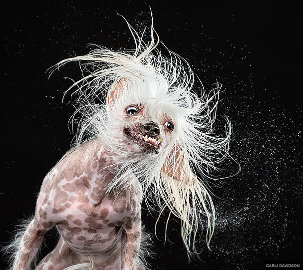 Der Chinesische Schopfhund "Roz" lässt sein spärliches Haupthaar fliegen.