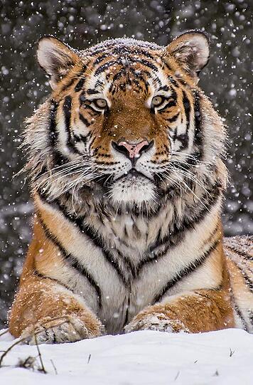 Tiger Jegor im winterlichen Schneegestöber.