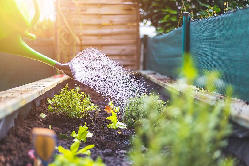 Kartoffelwasser lässt sich im Garten als natürlicher Dünger einsetzen. Denn es steckt voller wertvoller Mineralstoffe wie Magnesium, Eisen und Phosphor. Und so profitiert nicht nur der menschliche Körper von diesen Nährstoffen, sondern auch Pflanzen. Als natürliches Düngemittel unterstützt Kartoffelwasser Pflanzenwachstum und Blütenbildung. Kartoffelwasser lässt sich im Garten als natürlicher Dünger einsetzen. Denn es steckt voller wertvoller Mineralstoffe wie Magnesium, Eisen und Phosphor. Und so profitiert nicht nur der menschliche Körper von diesen Nährstoffen, sondern auch Pflanzen. Als natürliches Düngemittel unterstützt Kartoffelwasser Pflanzenwachstum und Blütenbildung.