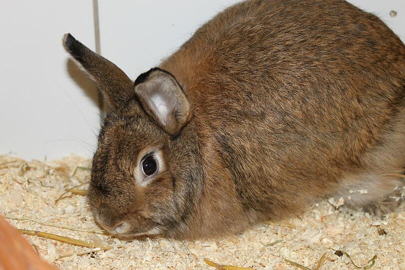 Das Kaninchenpärchen Adrian (langhaarig, ml. kastriert) und Alina (wildfarben) wurden Ende Februar 2014 geboren. Sie kamen zusammen mit weiteren drei Kaninchen ins Heim. Sie warten seit April 2014 auf liebe Tierfreunde, die sich um das Duo kümmern wollen. 

Ein großzügiger Käfig mit abwechslungsreicher Einrichtung, täglich Freilauf und passendes Futter würde ihnen gut gefallen. Adrian muss wegen seines längeren Fells täglich gebürstet werden.