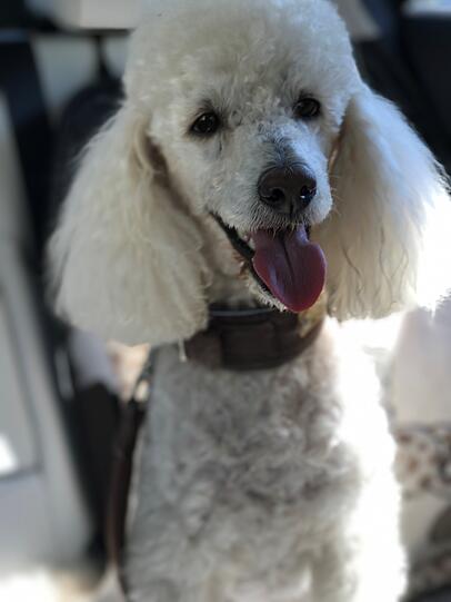 Henry