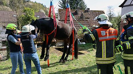 Ein Pferd ist aus einer schmalen Grube gerettet worden. (Handout)