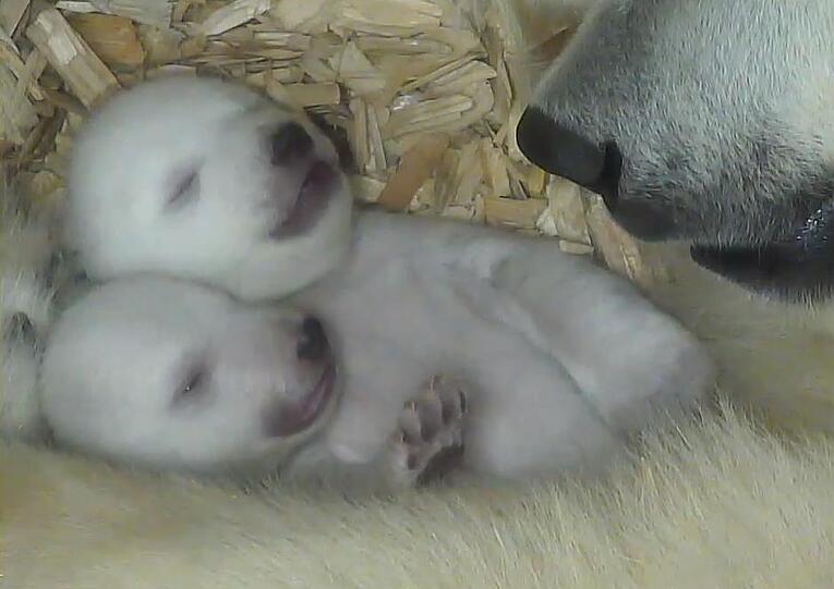 ...kommt auch das zweite Eisbären-Baby zum Vorschein. Jetzt sieht man deutlich: Es hat die Augen leicht geöffnet.