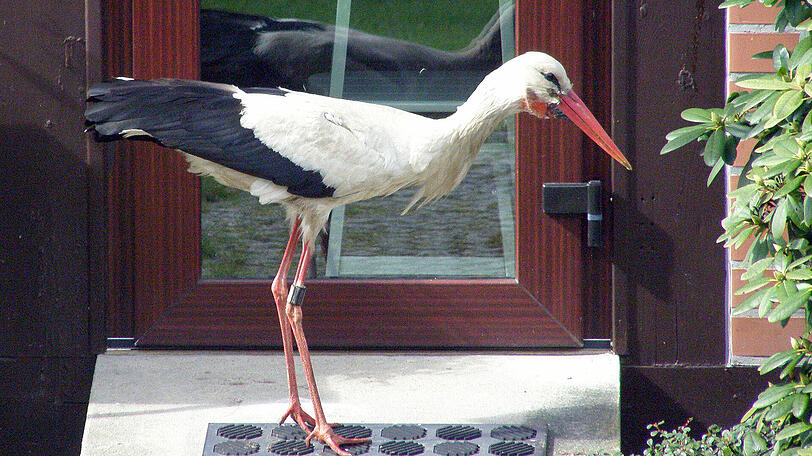 Der Foto-Beweis: Problemstorch Ronny ist wieder da!