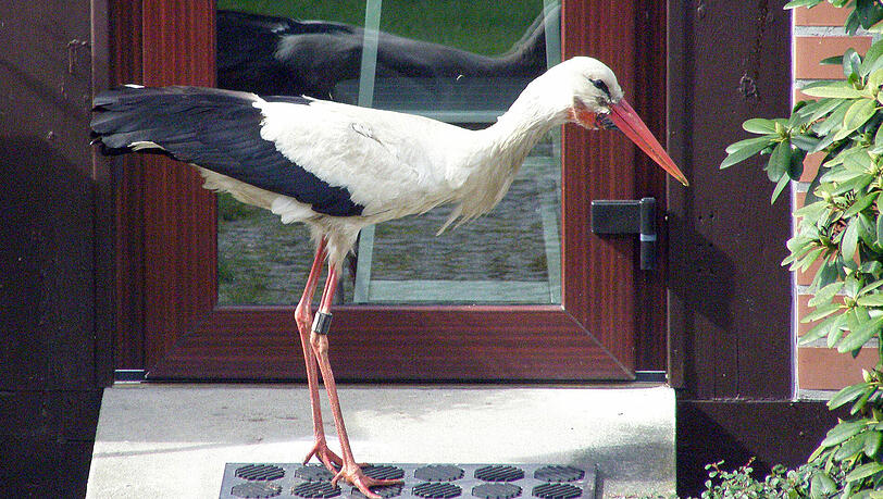 Der Foto-Beweis: Problemstorch Ronny ist wieder da! Der Foto-Beweis: Problemstorch Ronny ist wieder da!