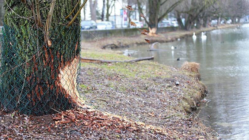 Der Biber fühlt sich an der Isar offenbar so richtig wohl und lässt es sich schmecken. Schön ist das nicht, beunruhigt muss wegen der Biber-Schäden aber niemand sein.