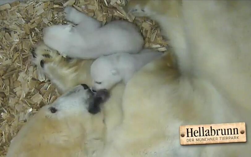 Waschtag in Hellabrunn. Unten geht's zum Video.