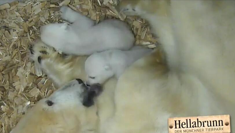 Waschtag in Hellabrunn. Unten geht's zum Video. Waschtag in Hellabrunn. Unten geht's zum Video.