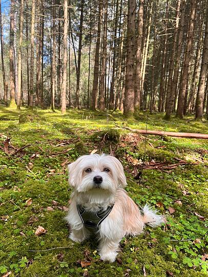 Doris: Sie kam aus einem messihaushalr mit 30 katzen, anfangs hat sie nur ängstlich umsich gebissen. Mittlerweile ist sie der lebensfroheste Hund den ich kenne, entwickelt sich von Tag zu Tag mehr und wird immer selbssicherer. Sie mach einem einfach immer gute Laune und kann/will überall mit dabei sein.