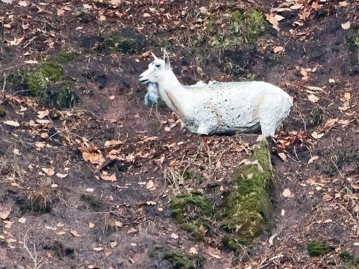 Die Figur einer weißen Ziege steht im Collenberger Steinbruch. Foto: Winfried Zang
