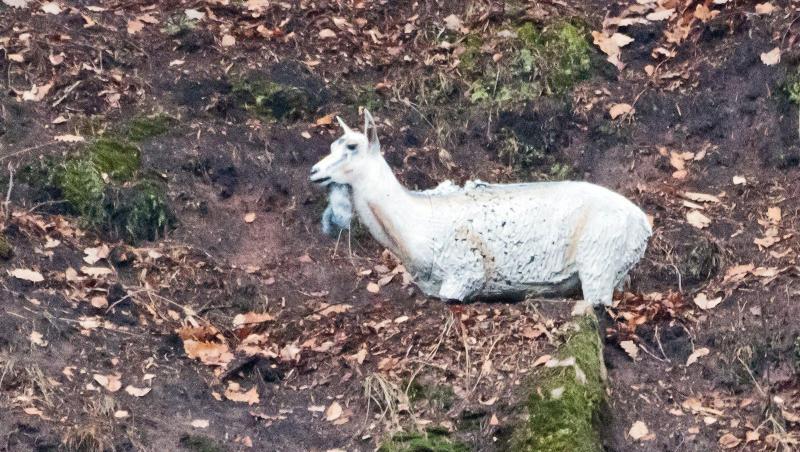 Die Figur einer weißen Ziege steht im Collenberger Steinbruch. Foto: Winfried Zang