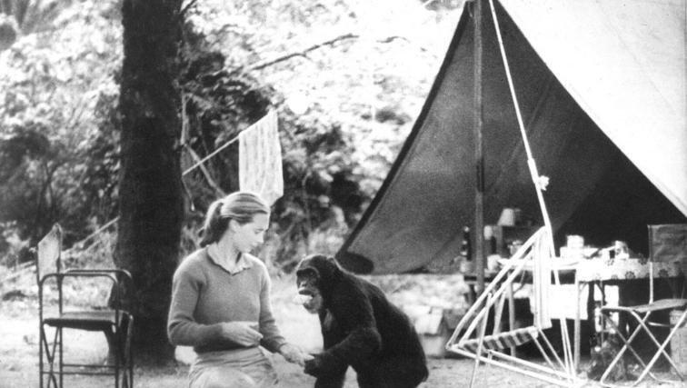 Die "teilnehmende Beobachtung" umfasst auch das Füttern mit Bananen. Die "teilnehmende Beobachtung" umfasst auch das Füttern mit Bananen.