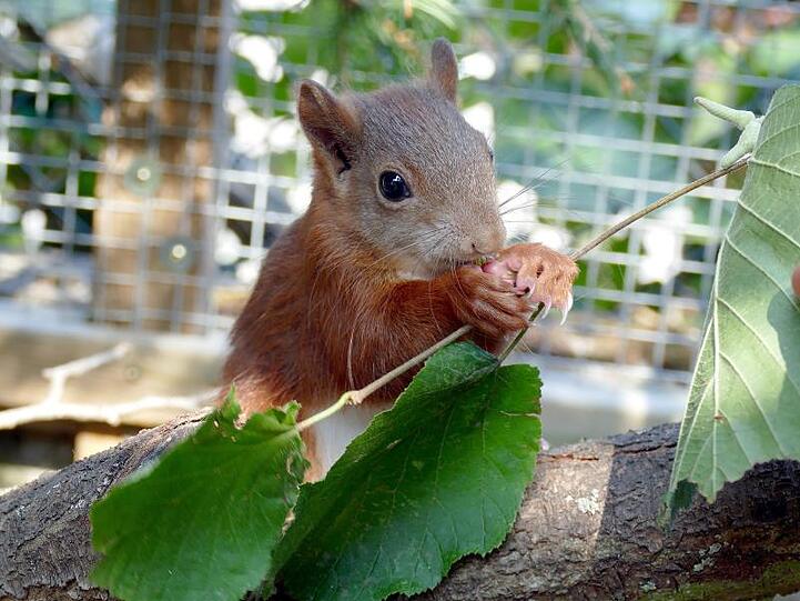 Hartnäckiges Tier - das Eichhörnchen "Pippilotta".