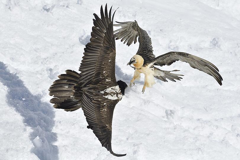 Zwist: Ein erwachsener Bartgeier (r.) streitet sich mit einem Jungvogel, der noch ein schwarzes Federkleid trägt.