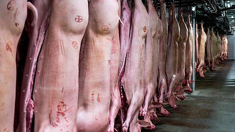 Schweinehälften hängen im Kühlhaus eines Schlachthofs. Mit einem Anteil von 62 Prozent bleibt Schwein die mit Abstand wichtigste Fleischart vor Geflügel (23,2 Prozent) und Rind (14,5 Prozent).