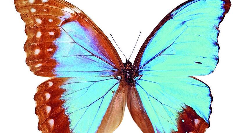 Morphofalter vereinen beide Geschlechter im selben Körper. Morphofalter vereinen beide Geschlechter im selben Körper.