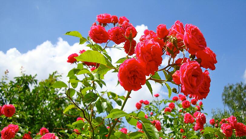 ... oder rot. Dazu passt der weiß-blaue Himmel. Oder man erholt sich im Westpark... ... oder rot. Dazu passt der weiß-blaue Himmel. Oder man erholt sich im Westpark...