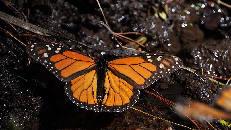 Monarchfalter wandern jedes Jahr zwischen Kanada, den USA und Mexiko. (Archivbild)