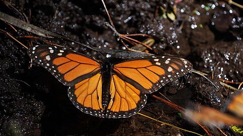 Monarchfalter wandern jedes Jahr zwischen Kanada, den USA und Mexiko. (Archivbild)