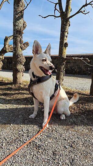 Antonio: Er ist einfach ein super lieber Kerl, der als ehemaliger Straßenhund aus Rumänien zwar mit einigen Vorgeschichten im Gepäck zu uns kam, aber immer sein freundliches Wesen bewahrt hat.