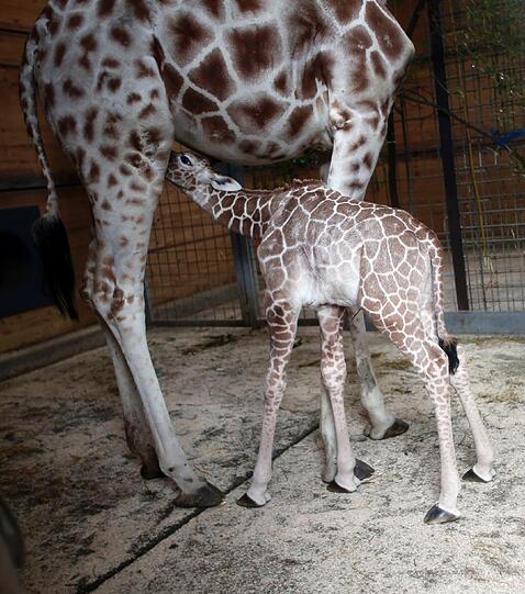 Familienzuwachs bei den Giraffen im Tierpark Hellabrunn: Mitte März brachte Mama Kabonga einen gesunden kleinen Giraffenbullen zur Welt. Einen Namen hat der Bub zwar noch nicht - aber ist jetzt schon ein kleiner Star.