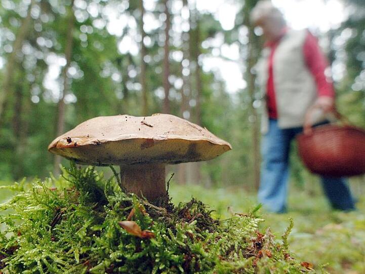 Eine Frau geht an einem Maronenröhrling-Pilz vorbei. Foto: Armin Weigel/Archivbild