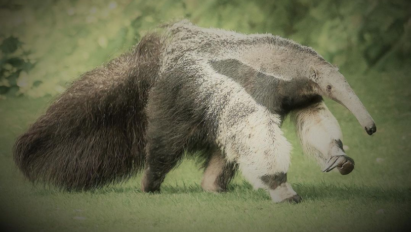 Ameisenbärin Xippe begeisterte mehr als 25 Jahre lang die Besucher des Münchner Tierparks Hellabrunn. Jetzt musste sie eingeschläfert werden.