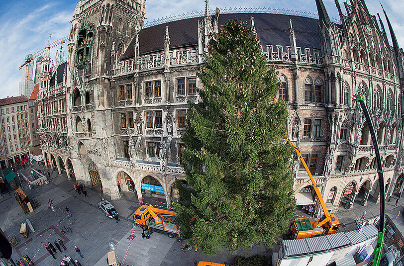 So sah es im letzten Jahr aus: Kräne ziehen den 55 Jahre alten Christbaum aus Kochel am See vors Neue Rathaus.