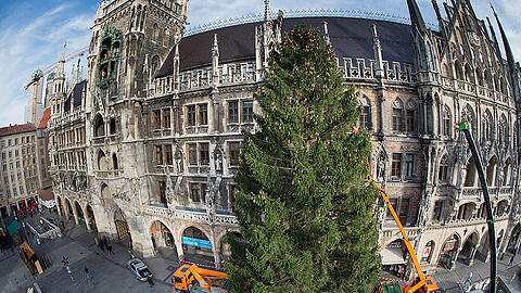 So sah es im letzten Jahr aus: Kräne ziehen den 55 Jahre alten Christbaum aus Kochel am See vors Neue Rathaus.