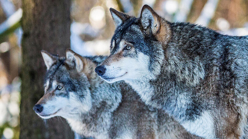 Der Wolf geht Menschen meist aus dem Weg.