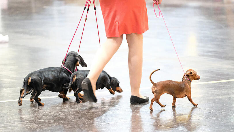 Dackel, Dalmatiner und Co. bei der World Dog Show in Leipzig.