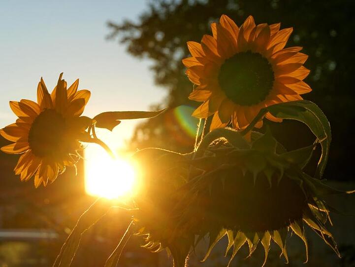 Die herbstliche Sonne geht hinter den Blüten von Sonnenblumen unter. Foto: Soeren Stache/dpa