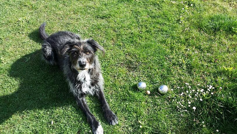 Obacht! Apportierfreudige Hunde könnten das "Schweinchen", die kleine Holzkugel, für ihr Spielzeug halten. Obacht! Apportierfreudige Hunde könnten das "Schweinchen", die kleine Holzkugel, für ihr Spielzeug halten.