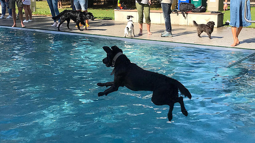 Und ab dafür: Ein Hund springt im Dantebad ins Becken.