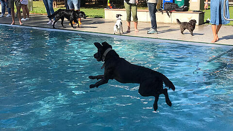 Und ab dafür: Ein Hund springt im Dantebad ins Becken.
