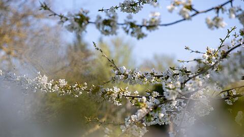 Die h&ouml;chsten Temperaturen erwartet der Deutsche Wetterdienst mit bis zu 19 Grad am Untermain. (Archiv)