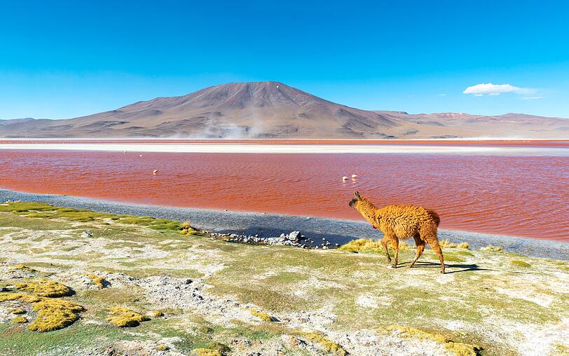 Da schaut auch das Lama überrascht: Dieser leuchtend rote See befindet sich im Süden Boliviens und trägt den Namen Laguna Colorada, zu Deutsch "gefärbte Lagune". Abhängig von der Tageszeit leuchtet das Gewässer in verschiedenen Rottönen. Verantwortlich für dieses Phänomen ist eine Kombination aus roten Algen und kupferhaltigen Mineralien. Da schaut auch das Lama überrascht: Dieser leuchtend rote See befindet sich im Süden Boliviens und trägt den Namen Laguna Colorada, zu Deutsch "gefärbte Lagune". Abhängig von der Tageszeit leuchtet das Gewässer in verschiedenen Rottönen. Verantwortlich für dieses Phänomen ist eine Kombination aus roten Algen und kupferhaltigen Mineralien.