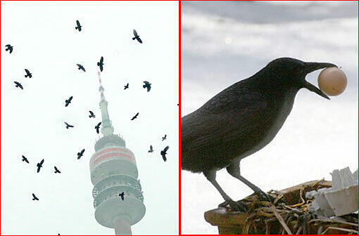 Von Pasing bis Feldmoching, im Englischen Garten oder in den Stadtparks: Krähen-Ansturm auf München.