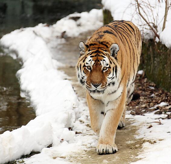 Er ist den Winter von Natur aus gewöhnt: Ein Sibirischer Tiger  im Schnee.