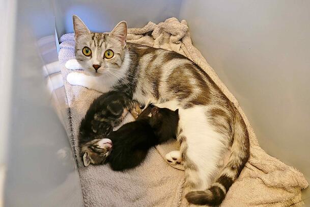 Die Katzenmama Aponi hat zwei Kitten einer anderen Katze adoptiert.
