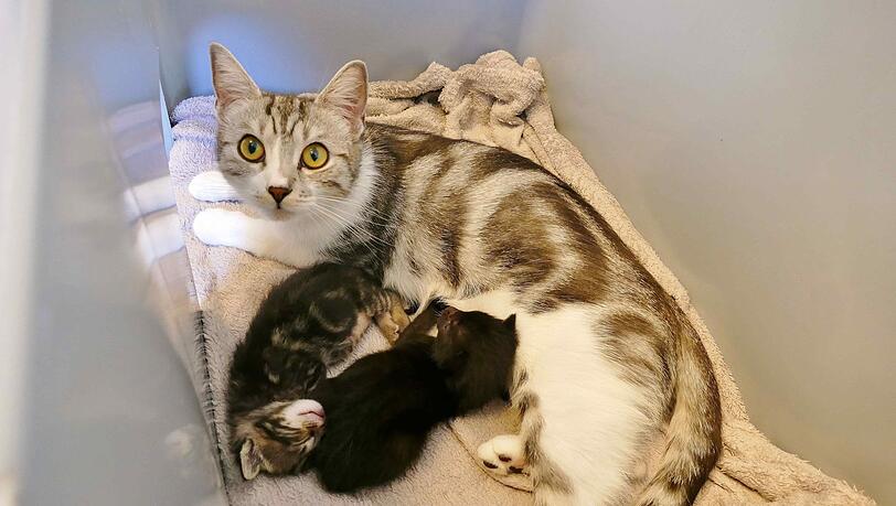 Die Katzenmama Aponi hat zwei Kitten einer anderen Katze adoptiert. Die Katzenmama Aponi hat zwei Kitten einer anderen Katze adoptiert.