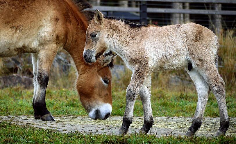 So süß ist das Fohlen in der Przewalski-Herde im Nationalpark Bayerischer Wald.